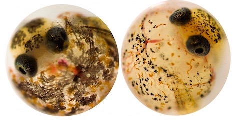 Embryos from resistant (left) and sensitive (right) populations of Gulf killifish dosed at the same concentration of industrial contaminants. Resistant population embryo develops a normal, two chambered, heart with proper blood flow, while sensitive embryo develops a string heart with no blood flow. Right embryo is unlikely to survive to hatch. (Elias Oziolor/UC Davis)