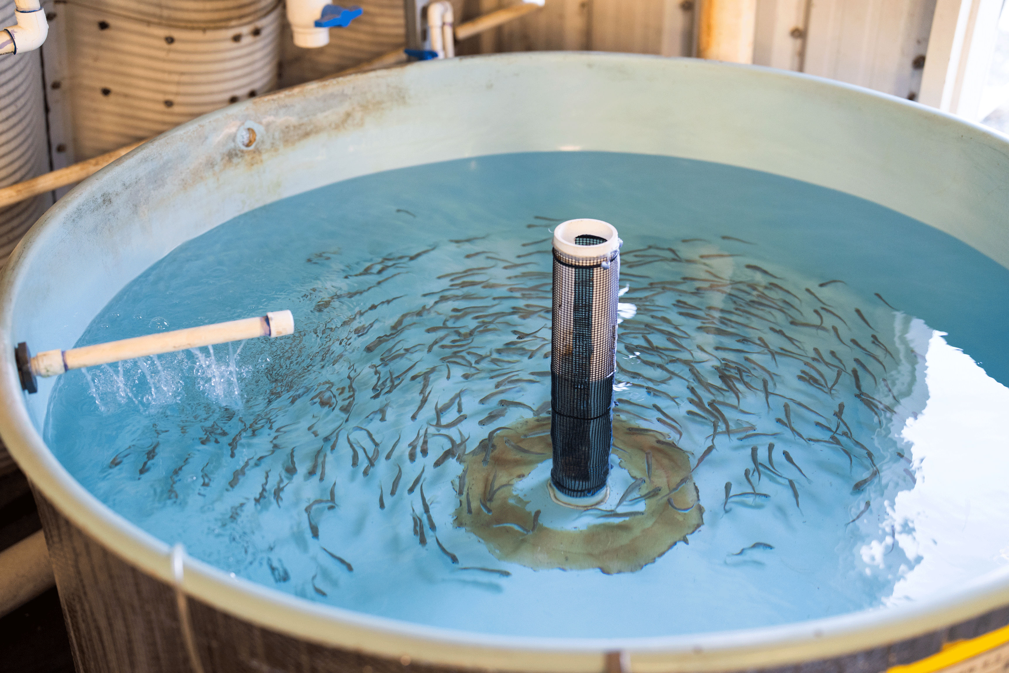 Hundreds of juvenile spring-run Chinook salmon are being housing at the UC Davis Center for Aquatic Biology and Aquaculture to safeguard the threatened species, photo by: Jael Mackendorf, UC Davis