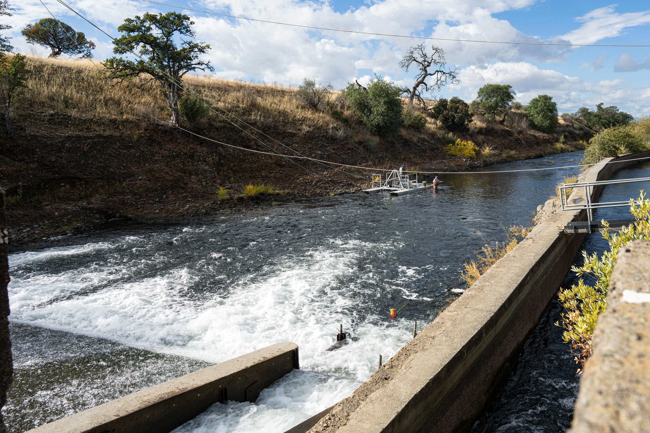 California Department of Fish and Wildlife try to catch salmon in Mill Creek, photo by: Jael Mackendorf, UC Davis