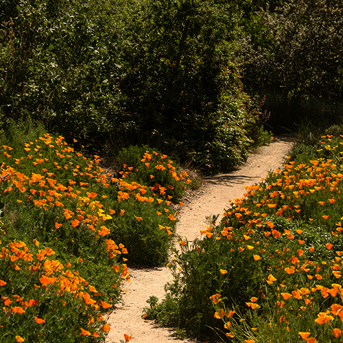 California poppies are blooming in the Arboretum on April 24, 2023 as a student walks by.