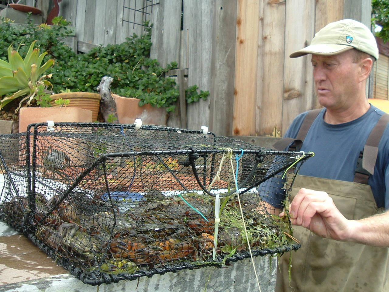 UC Davis Professor Edwin Grosholz holds a trap of invasive European green crabs at Seadrift Lagoon near Stinson Beach in California. (Courtesy Edwin Grosholz/UC Davis)