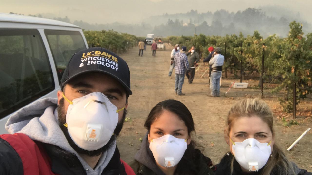 Harvesting Cabernet Sauvignon grapes at Oakville Experimental Station under smoky conditions in 2017. From left to right are Ph.D. student Raul Girardello, M.S. student Arran Rumbaugh and Anita Oberholster, cooperative extension specialist in the Department of Viticulture and Enology. (Photo courtesy Anita Oberholster)