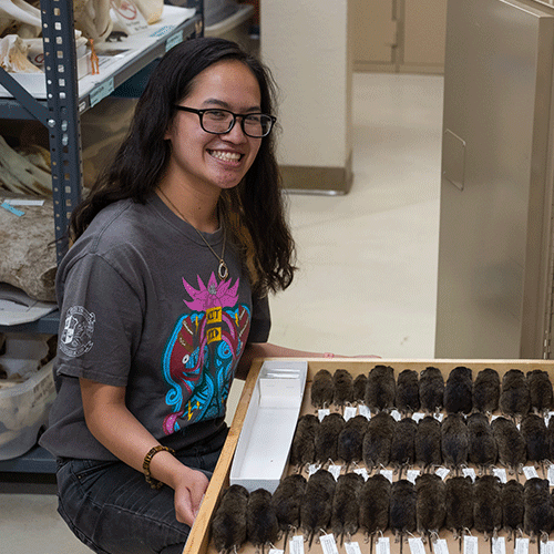 Elyssa Tabungar, senior majoring in wildlife, fish and conservation biology, also an intern at the museum.