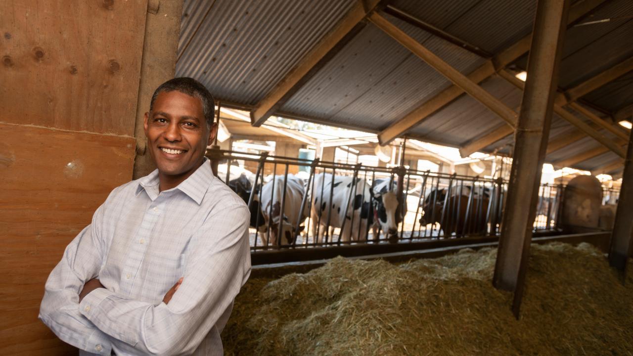Animal Science Professor Ermias Kebreab’s work on cattle feed could reduce methane emissions from meat and dairy production. (UC Davis photo)