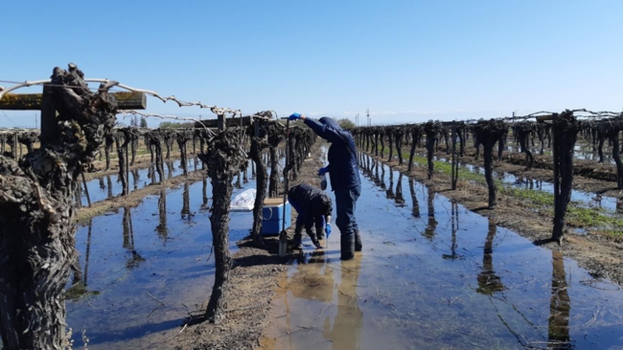 Researchers flooded two Thompson seedless grape vineyards at UC ANR’s Kearney Research and Extension Center in Parlier. Photo by Elad Levintal