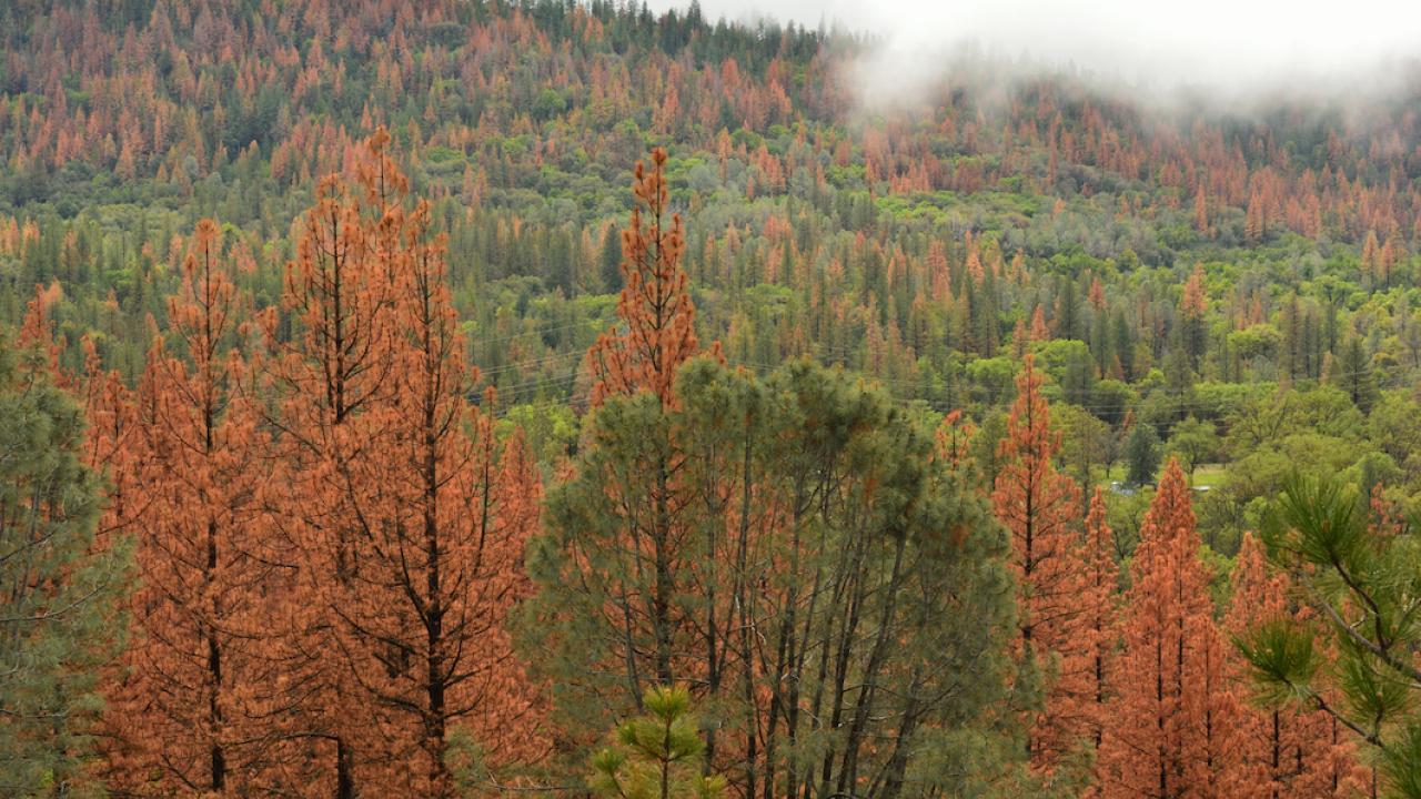 Rusty orange needles indicate bark beetle damage amid a forest in California's Sierra Nevada range. (Getty)