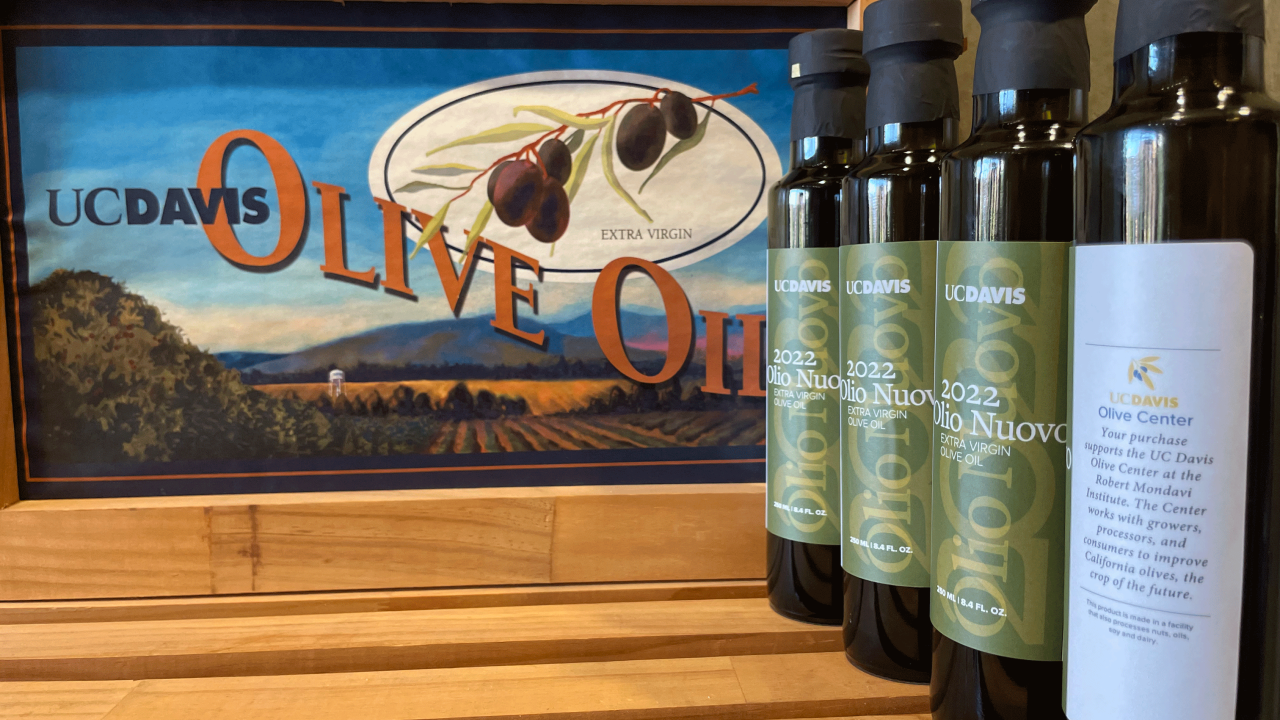 Bottles of 2022 Olio Nuovo olive oil lined up on the right in front of a wooden box that says UC Davis Olive Oil.