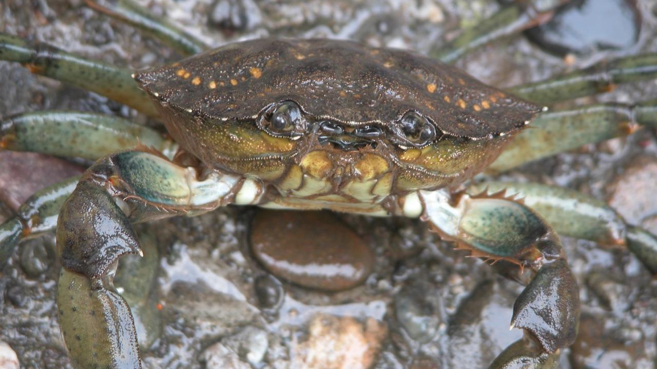 Green crab