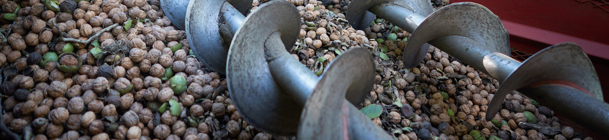 Walnuts being processed.