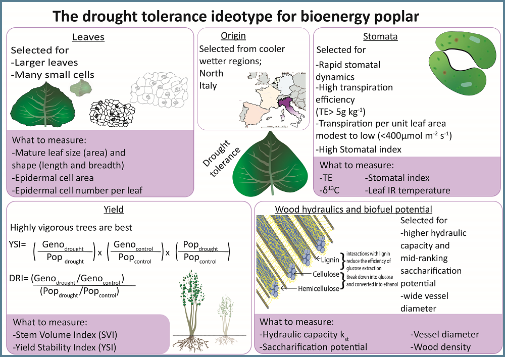 The drought tolerance ideotype for bioenergy poplar