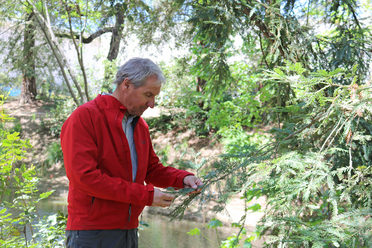 UC Davis Professor David Neale helped sequence the coast redwood and giant sequoia genomes. Here, he examines a coast redwood in the UC Davis Arboretum. (Ann Filmer/UC Davis)  