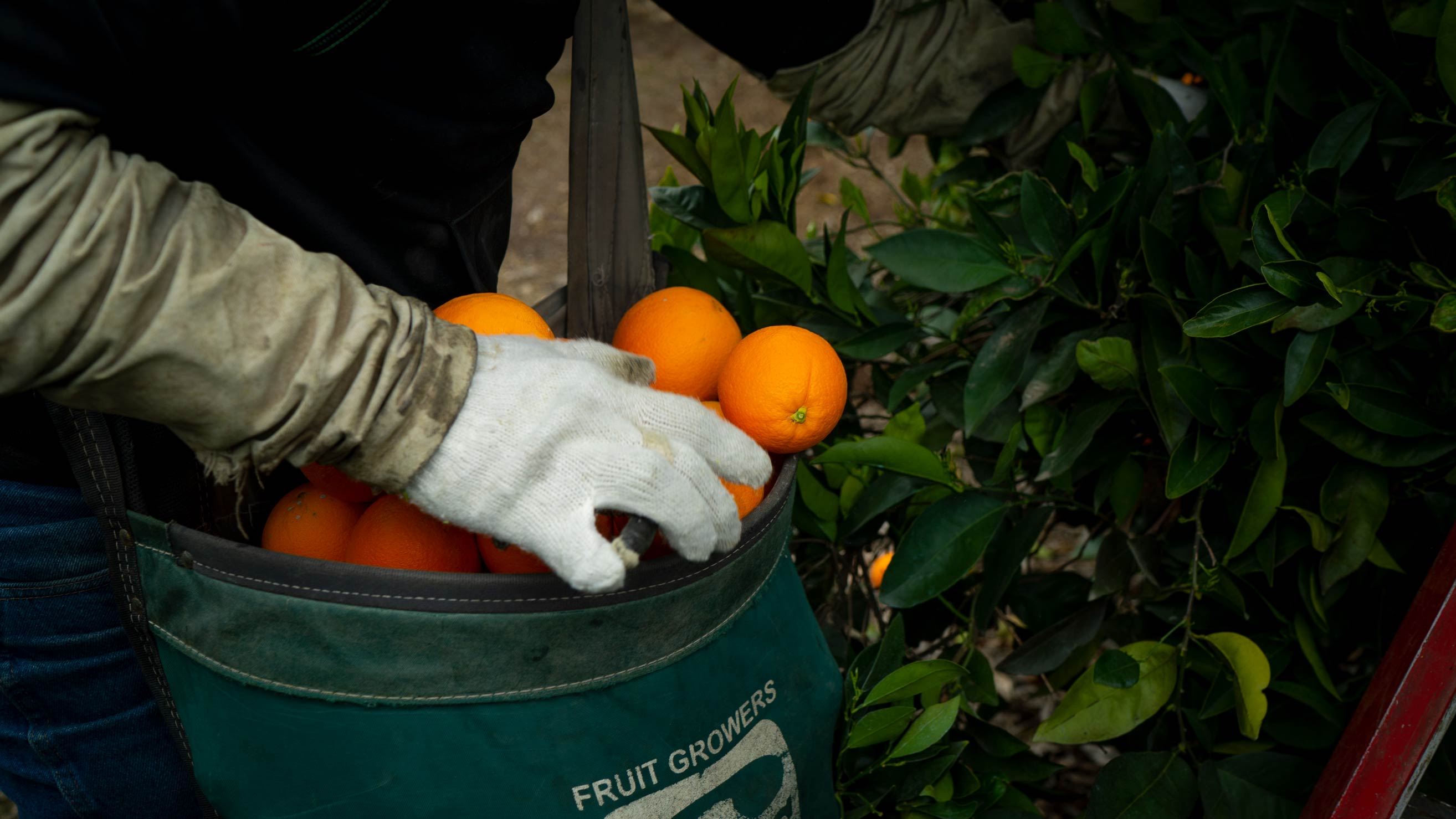 Fresh citrus, such as oranges and mandarins, cover the eastern portion of the Central Valley. California’s citrus industry has a total economic impact of $7.1 billion according to the Citrus Research Board. (Joe Proudman/UC Davis)