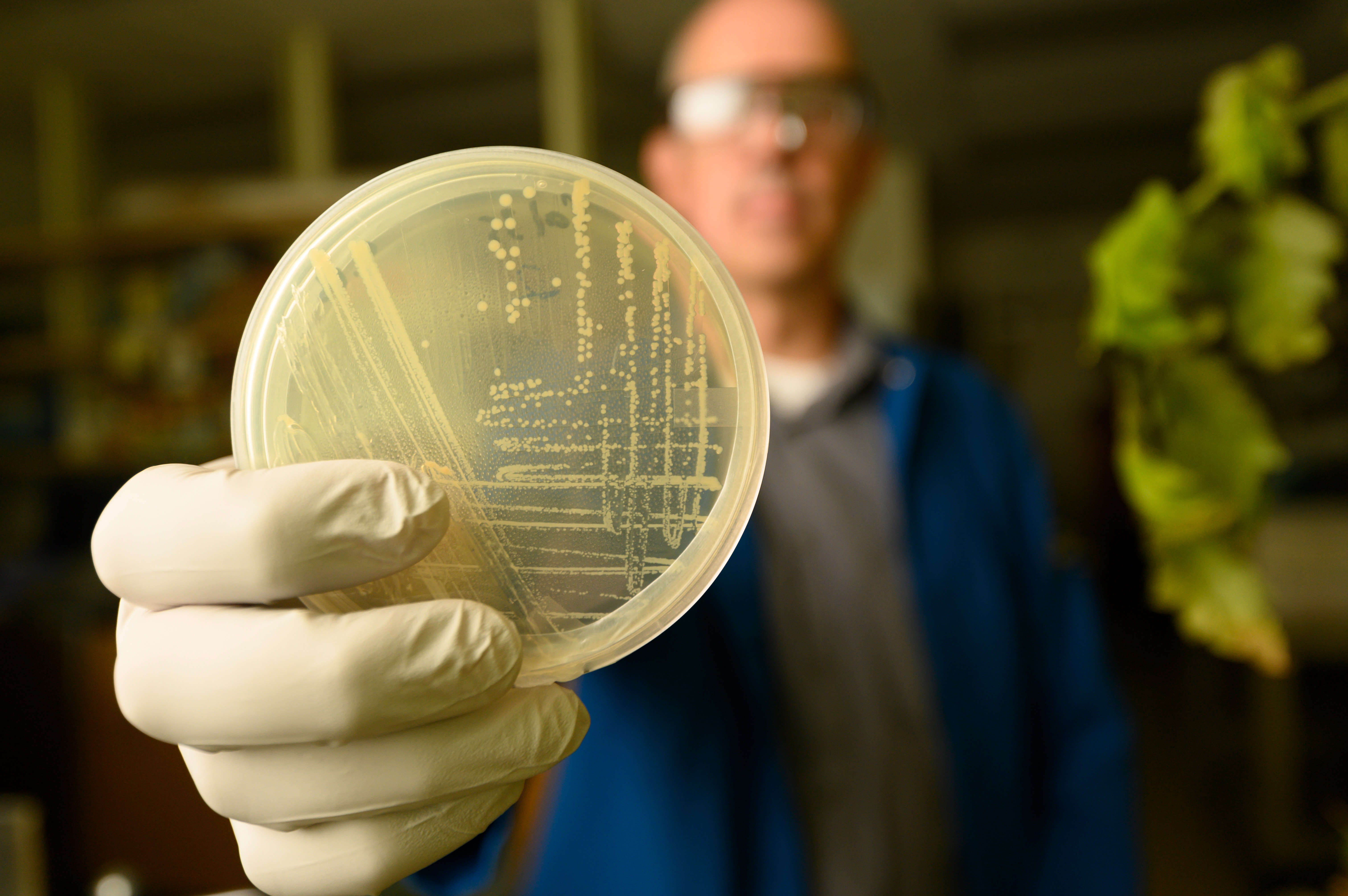 The discovery of a promising antifungal microbe in a state park led to new legislation that creates a way for researchers to commercialize scientific discoveries.