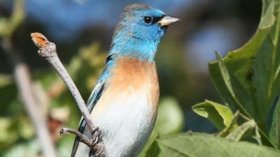 A neotropical migrant, the lazuli bunting winter in Central America and returns each spring to nest along Putah creek. It is a localized species preferring scattered oak thickets and habitat edge. (Andrew Engilis, Jr./ UC Davis Museum of Wildlife and Fish Biology)