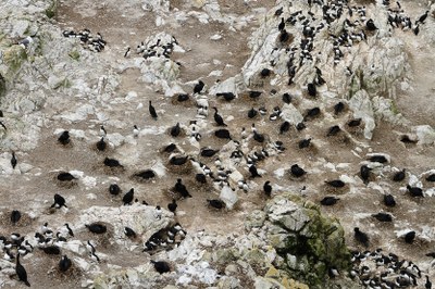 A colony of Brandt's cormorants on the Farallon Islands, off the coast of San Francisco. (Annie Schmidt/UC Davis)