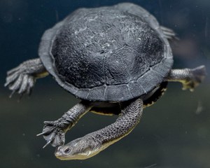 Australia’s snake-necked turtle. (Casey Phillips/Tennessee Aquarium)