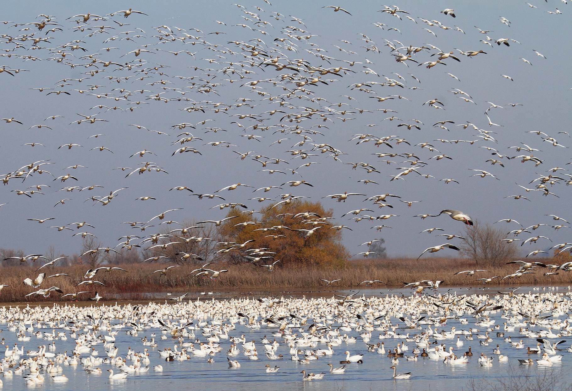 Geese migrating in Sacramento, California.