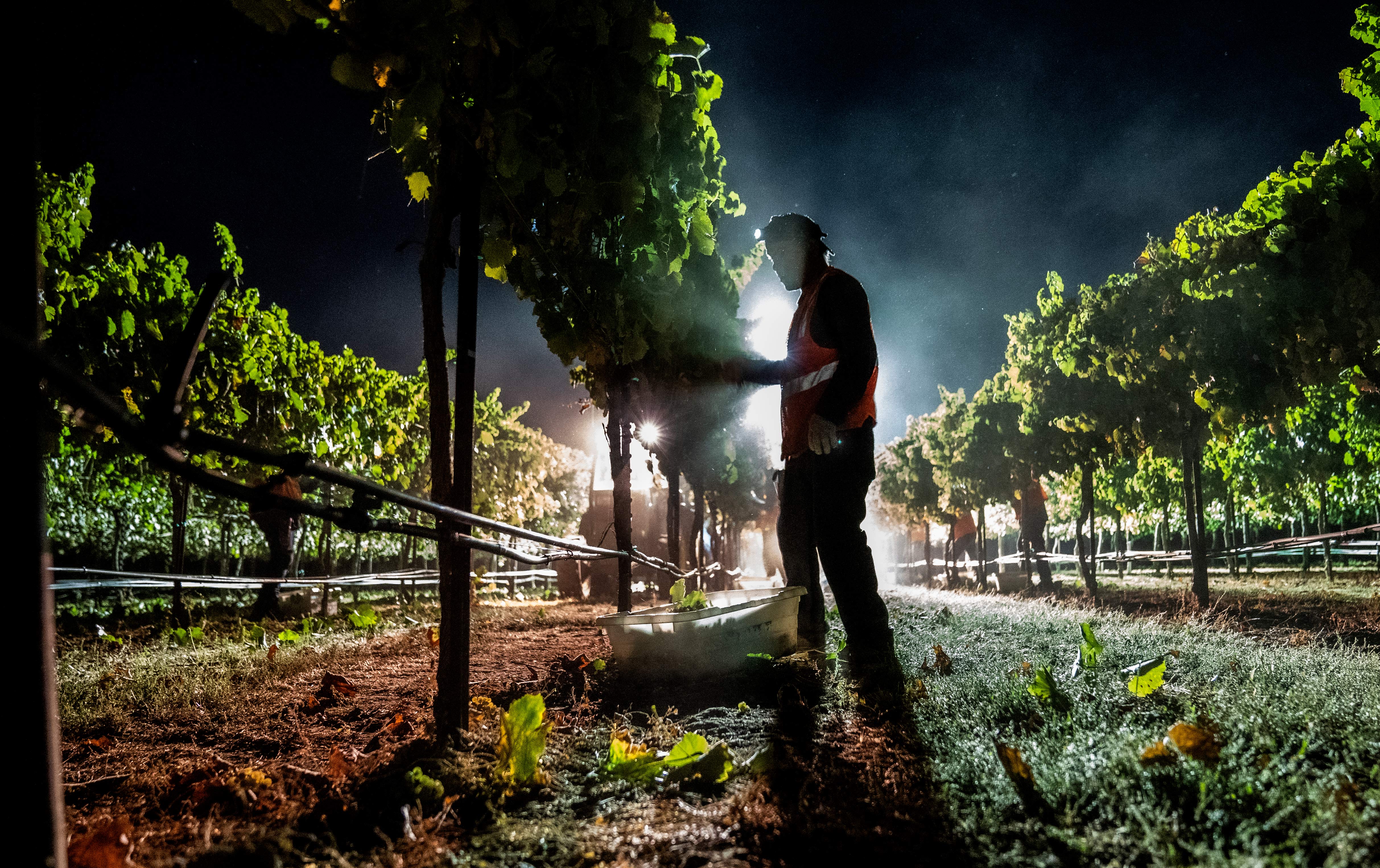 Early morning grape harvest at the UC Davis Robert Mondavi Institute for Wine and Food Science. (Hector Amezcua/UC Davis)