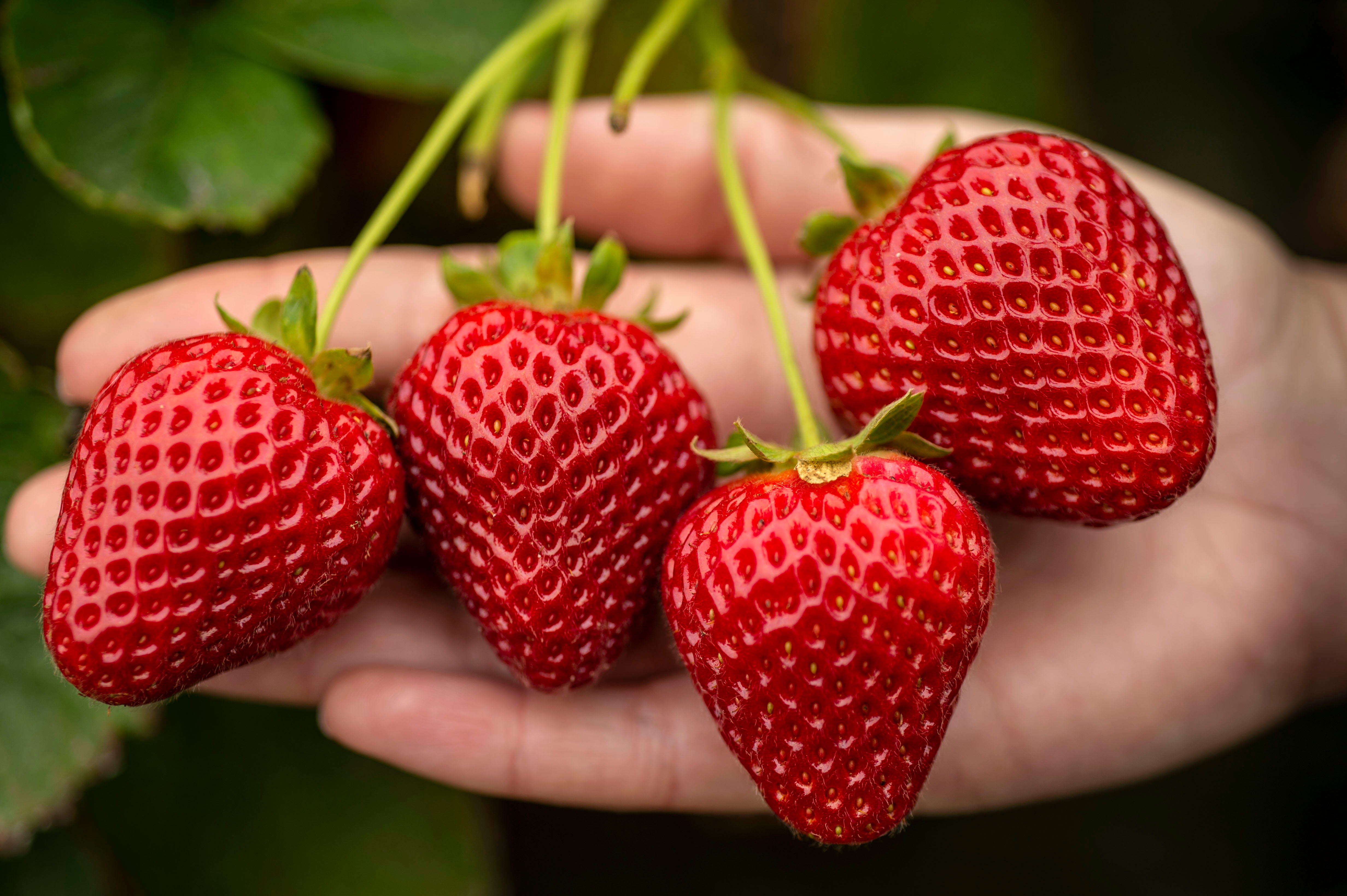 Five new strawberry varieties were released that will help growers manage diseases, control costs, use fewer inputs and produce plenty of tasty, robust berries for consumers.