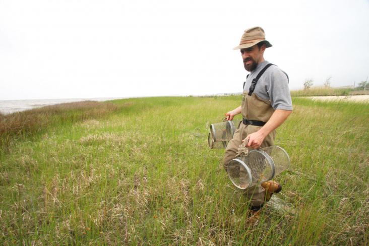 UC Davis environmental toxicology Professor Andrew Whitehead carries minnow traps while collecting Gulf killifish from the Mississippi coast. (Pat Sullivan)