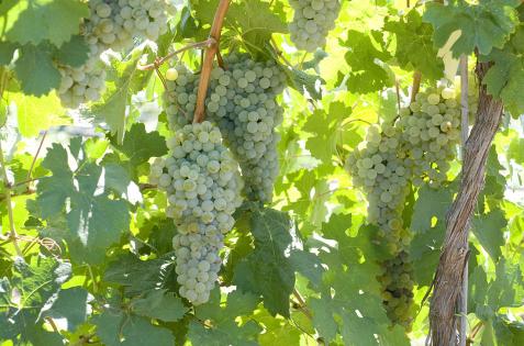 Ambulo blanc, one of two new white grape varieties, is similar to sauvignon blanc and has been tested in Sonoma, Temecula and Napa. Credit: (Dan Ng/UC Davis)