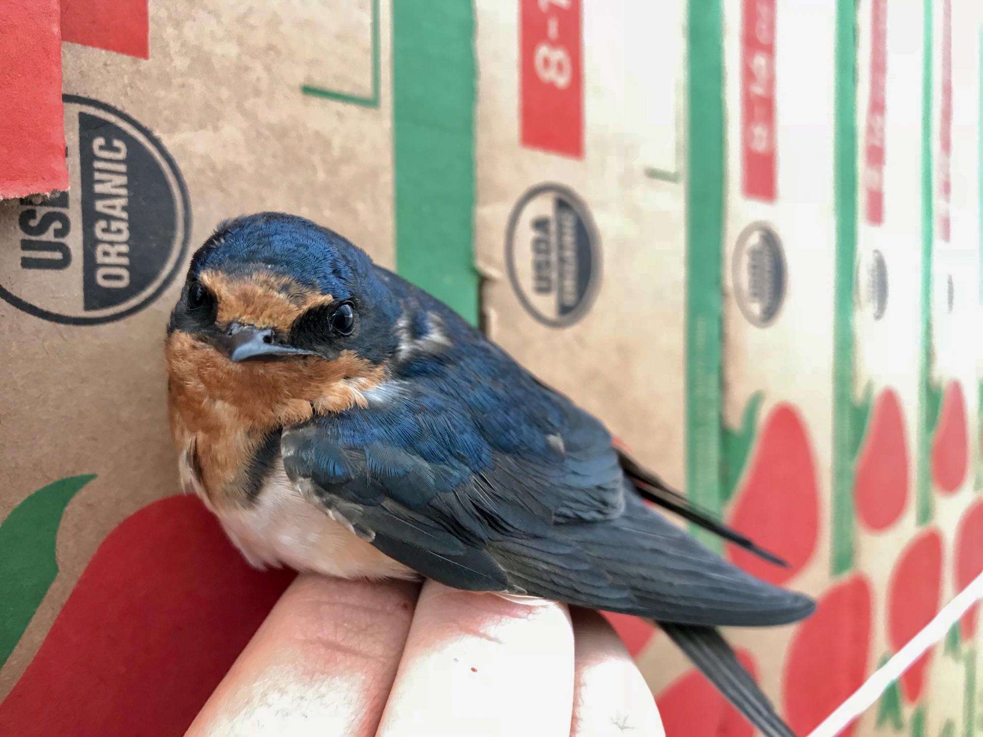 A barn swallow perches on a hand by boxes for strawberries. Barn swallows tend to swoop over the centers of strawberry farms to eat pests and other insects. (Elissa Olimpi/UC Davis)