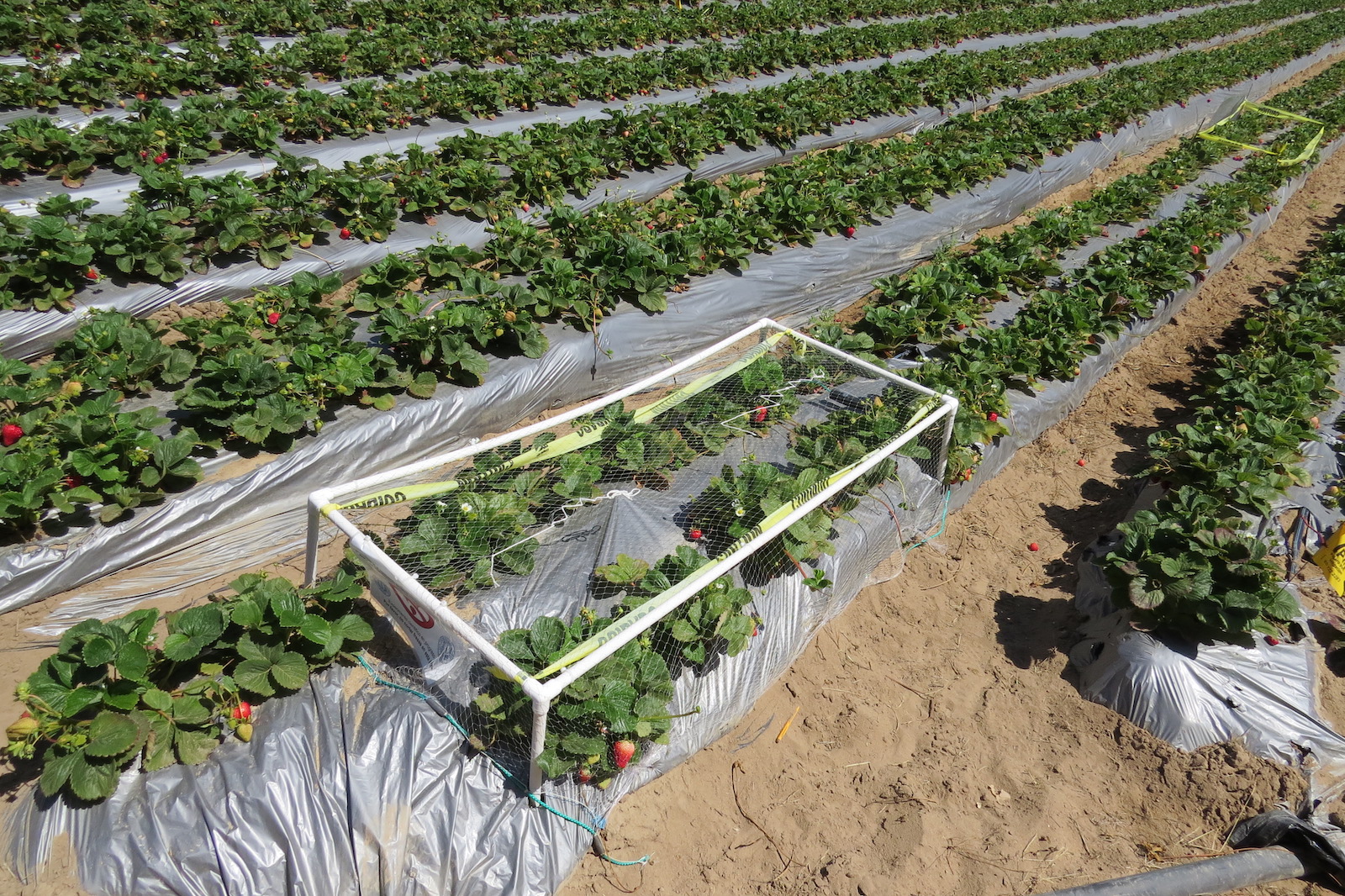 UC Davis researchers set up exclosure experiments on strawberry farms of varying habitats. They compared insect communities and berry damage between open areas and those inaccessible to wild birds. (Victoria Glynn)