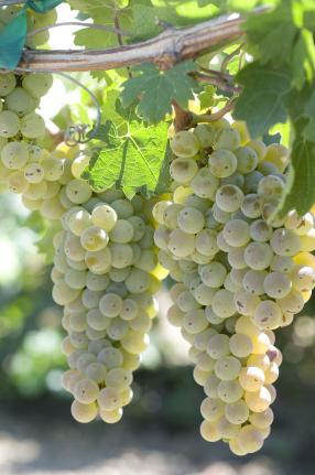 Errante noir, a new red grape variety, is most similar to a cabernet sauvignon. (Dan Ng/UC Davis)