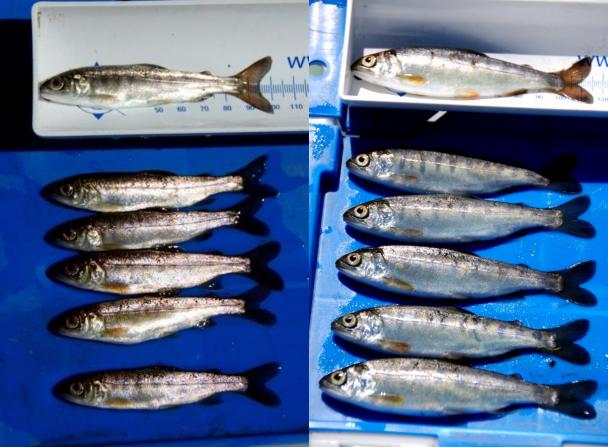 These fish were the same size pre-experiment. Coho on the left were reared at a mean temperature of 13 C and maximum weekly temperature of 16  C. Their mass changed, on average, 1.4 grams during the experiment. The coho on the right were reared at a mean temperature of 16.6 C and maximum weekly temperature of 21.1  C. Their average change in mass was 9.1 grams. Food was the strongest predictor of growth differences. (Rob Lusardi/UC Davis)