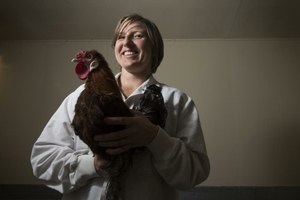 chicken with researcher