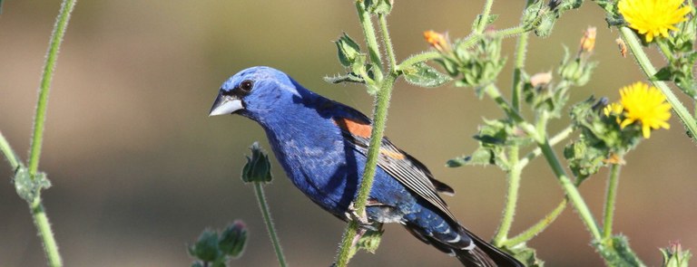 Blue grosbeaks, such as this adult male, are neotropical migrants. They winter in Central America and return each spring to nest on the lower reaches of the creek. (Andrew Engilis, Jr./ UC Davis Museum of Wildlife and Fish Biology)