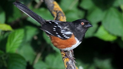 Spotted towhees are widespread along Putah Creek, and their songs can be heard during the spring as well as long hot summer days. (Andrew Engilis, Jr./ UC Davis Museum of Wildlife and Fish Biology)