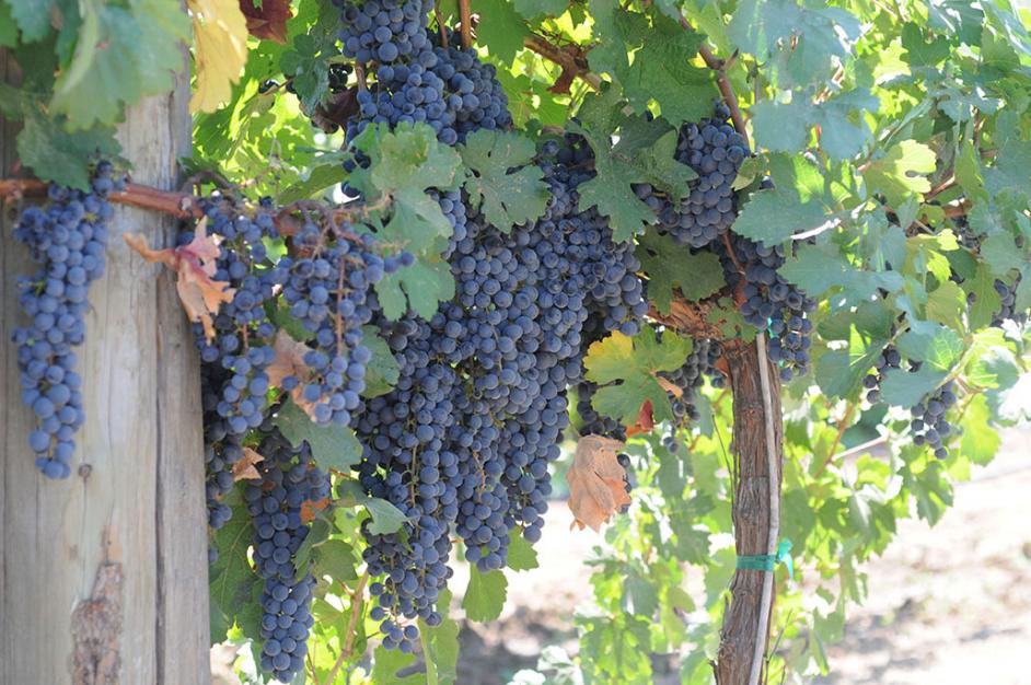 Errante noir, a new red grape variety, is most similar to a cabernet sauvignon. (Dan Ng/UC Davis)