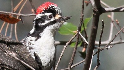 Nutall’s woodpeckers live year-round along Putah Creek and are found in oak woodlands of California. (Andrew Engilis, Jr./ UC Davis Museum of Wildlife and Fish Biology)