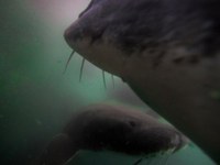 Underwater view of white sturgeon swimming in large tanks. (Karin Higgins/UC Davis)