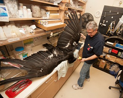 Andy Engilis, curator of the UC Davis Museum of Wildlife and Fish Biology, fans out the wings of a recently acquired California condor specimen. (UC Davis/Gregory Urquiaga)