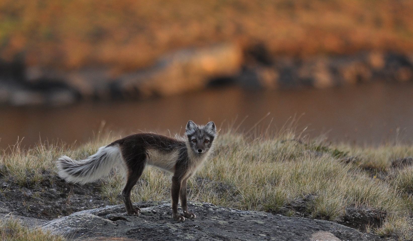 An arctic fox in Siberia. (Jeff Kerby)