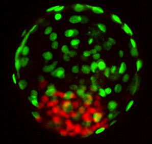 A cow blastocyst with the Inner Cell Mass, which is the precursor of embryonic stem cells, stained red. (Pablo Ross / UC Davis)