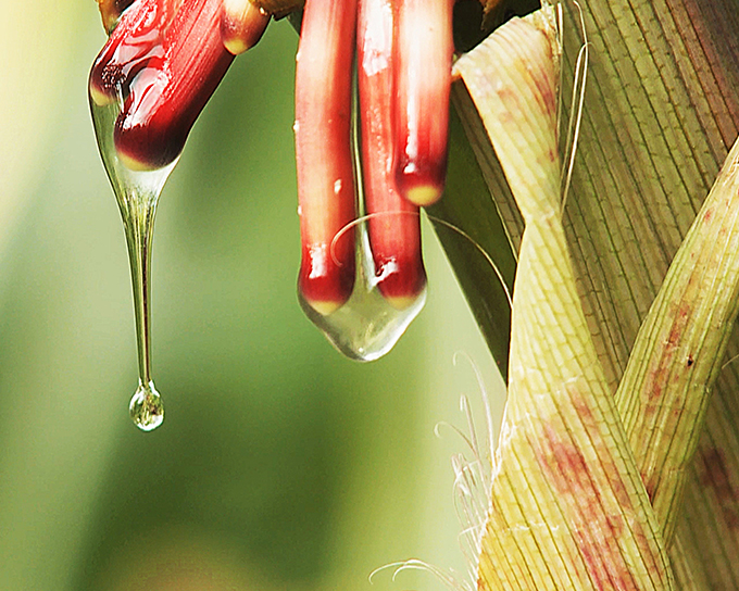 Sugar-rich mucilage, a gel-like substance, found in an indigenous corn from the Sierra Mixe region supports the nitrogen fixation process by providing a home for nitrogen-fixing microbes. (Mars, Incorporated)