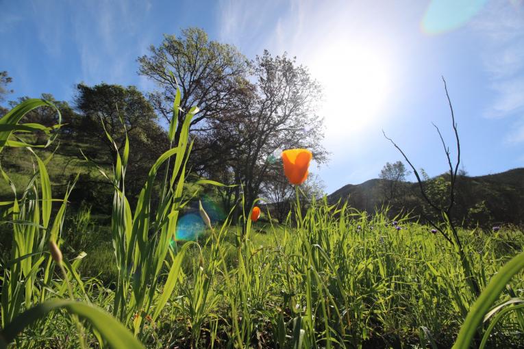 A California poppy brightens the view at the UC Davis Stebbins Cold Canyon Natural Reserve in Northern California. (Chris Nicolini/UC Davis)