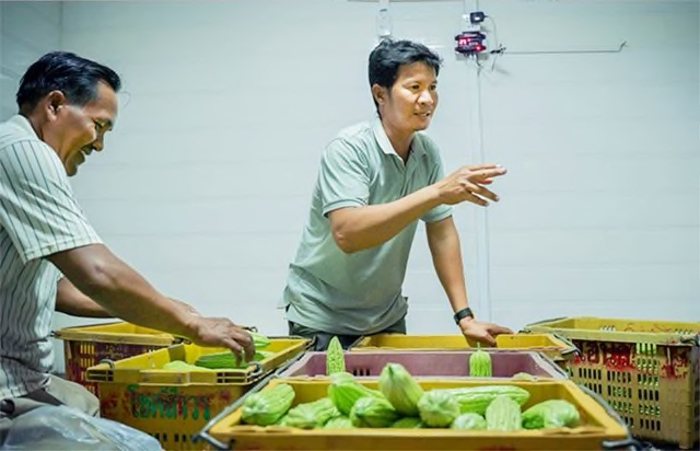 Farmers Nob Non, right, and Cheang Sophat, left, move unsold bittermelon into the packinghouse cold room to keep the vegetables fresh for future sale. Non is president of the cooperative that owns the packinghouse and also the first farmer to be certified for 'good agricultural practices', a certification used commonly in export products and that is made possible by improved technologies at the packinghouse. Photo credit: Max Fannin for UC Davis 