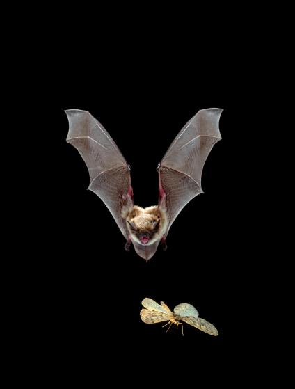 A female Yuma myotis is in flight pursuing a moth. (Michael Durham/Minden Pictures, Bat Conservation International)