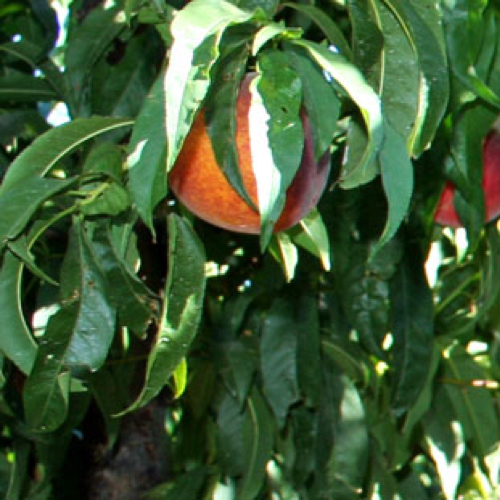 Fruit in tree