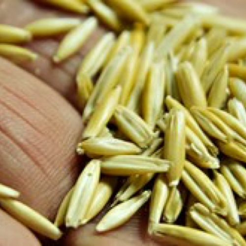seeds in a hand