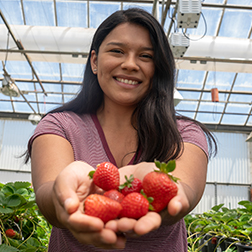 Student holding strawberries in the campus greenhouse.