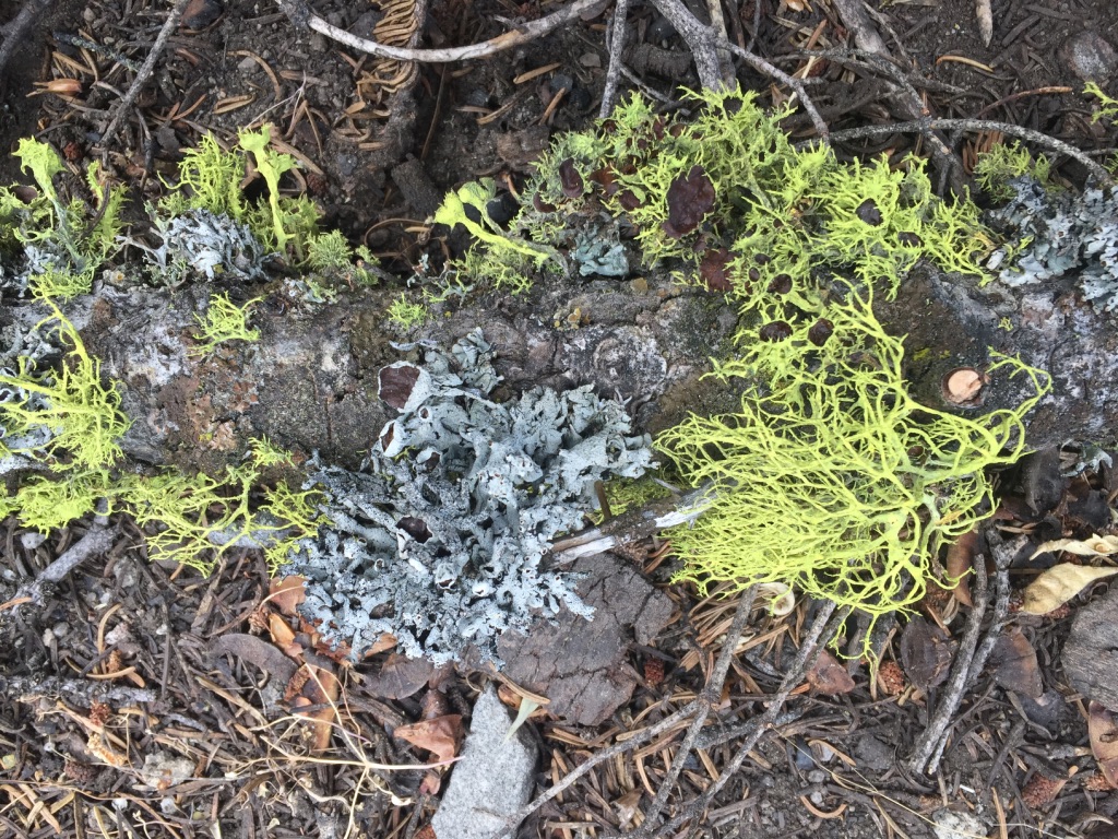 This lichen community is typical of the study area. The bright chartreuse lichen is wolf lichen (Letharia), which is poisonous and is said to have killed wolves historically in Scandinavia. (Jesse Miller/UC Davis)