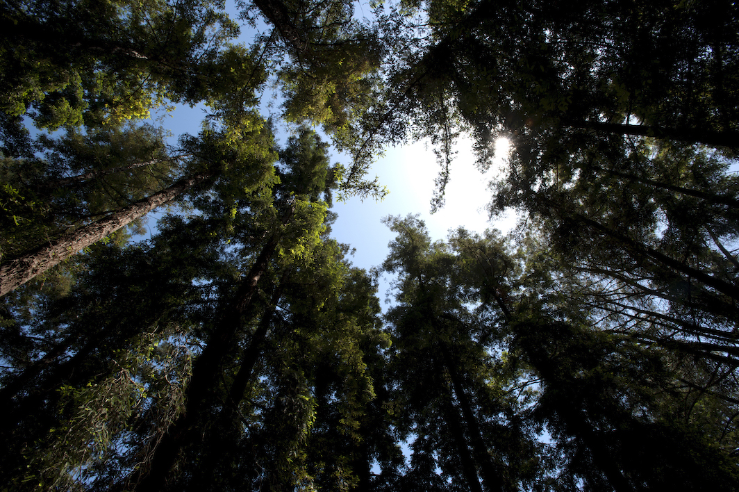 A look up at the blue sky and tops of the redwoods in the UC Davis Arboretum.