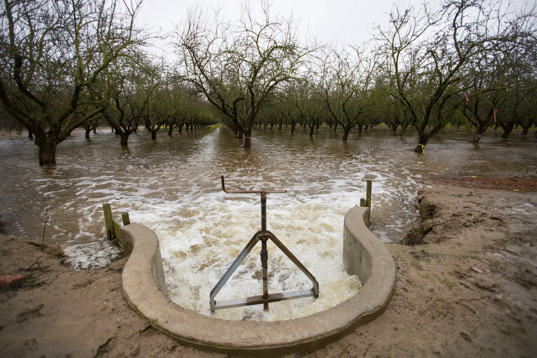 Diverted water spills into an almond orchard in Modesto, California, in November of 2016 to help recharge the aquifer beneath the field. UC Davis scientists are studying managed aquifer recharge as a solution to California’s groundwater overpumping. (Curtis Jerome Haynes)