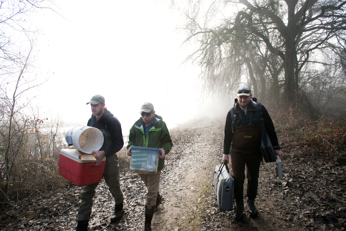 From left, Center for Watershed Science researchers Carson Jeffres, Professor Peter Moyle, and Devon Lambert bring in their gear from a day of field work on the Cosumnes River in 2016. (Gregory Urquiaga/UC Davis)