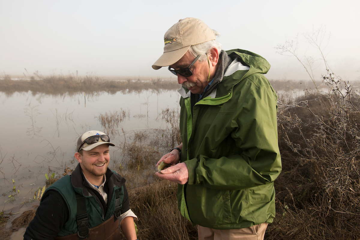 Peter Moyle inspects a fish with a Devon Lambert. (Gregory Urquiaga/UC Davis)